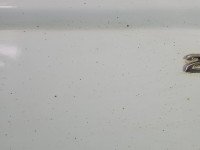 DRZWI PRZÓD PRAWE PASAŻERA Opel Vivaro 5d biały 10u