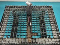 Amortyzator tył prawy Mercedes CLS II C218 W218 218 tylny