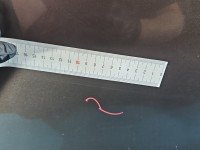 Drzwi tył prawe Renault Scenic III HB 5d brązowy TECNB