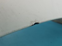 Zderzak tył Fiat Freemont HB