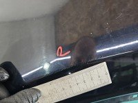 Błotnik przód lewy Honda Civic VIII UFO czarny B92P