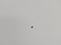 Drzwi tył prawe Kia Sportage III 10-15 HB 5d Wd