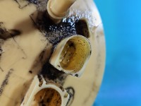 pompka Pompa paliwa Land rover Discovery Sport 14- L550 2.0d 5+3pin, GK72-9H307-EB