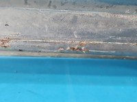 Klapa tył Opel Frontera B HB 5d beżowy Klapa tył Opel Frontera B HB 5d beżowy