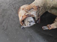 Tylna belka oś tył Vw Fox 1.2 6V wiel