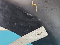 Drzwi tył prawe Citroen C1 I HB 5d czarny EXZ