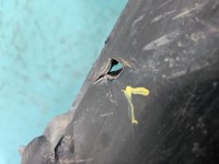 Zderzak tył Suzuki Swift Mk7 ZCE HB