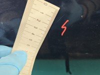 DRZWI PRZÓD LEWE KIEROWCY Toyota Corolla E11 5d granatowy 8L3