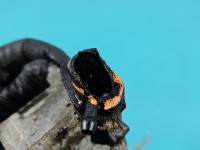 Pompa vacum Mercedes CLA C118 X118 A2820900005, 146508066R 1.3b