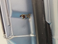 DRZWI PRZÓD LEWE KIEROWCY Toyota Corolla Verso II 5d 8S1