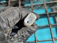 Amortyzator tył lewy BMW F01 sedan tylny