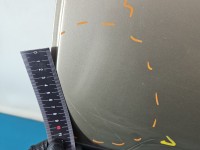 Drzwi tył lewe Vw Golf IV HB 5d