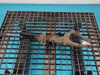 Amortyzator przód prawy przedni INFINITI QX50