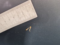 Drzwi tył lewe Kia Ceed III 18-21 HB 5d CD