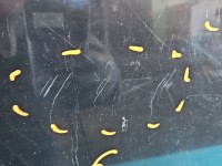 Drzwi tył prawe Honda Jazz II HB 5d