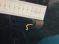 DRZWI PRZÓD PRAWE PASAŻERA Jeep Grand Cherokee IV WK2 5d PGZ - BLACK FOREST GREEN PEARL COAT