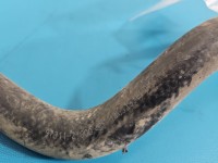 przewód wąż rurka wody Kia Sportage III 10-15 97311-2Y000 1.6 GDI (G4FD) 135KM