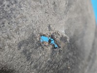 Nadkole tył prawe Fiat Ducato IV